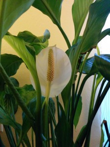 Peace Lily in South Austin Counseling office of Priscilla Elliott